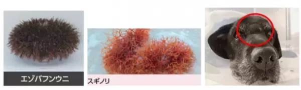 世界初※1、放射線増感剤が犬用医薬品として発売へ！