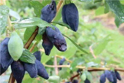 大阪エリア最速開催！秋の大北海道展