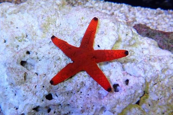 季節を彩る花と魚たちのコラボレーション！『ブルーミング アクアワールド・大洗～オータム～』紅葉を前に早くもコキア水槽が登場！