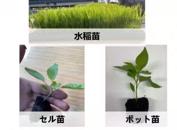 岩手県大槌町 × TOWING　復興に向けたSDGs花壇設置!植栽式を開催します!