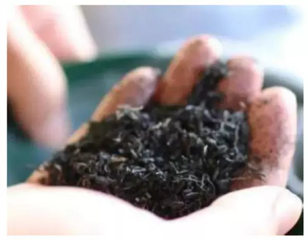 岩手県大槌町 × TOWING　復興に向けたSDGs花壇設置!植栽式を開催します!