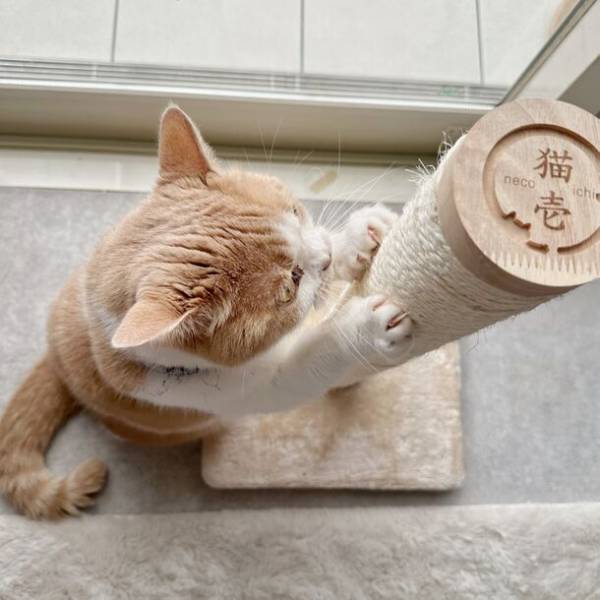 猫が心地よく使えるタテ型タイプのつめとぎ「バリバリつめとぎポール 麻」を9月より販売
