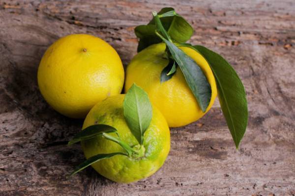 安らぎの高保湿ボディケア「ベルガモット」が今年の秋冬も登場！リーフ＆ボタニクスの季節限定商品　2023年9月13日新発売