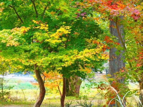 愛知県豊田市のキャンプ場主催！2kmと8kmのコースを選べる「TOYOTA SOLLEN TRAILRUN 2023」を10月22日に開催！