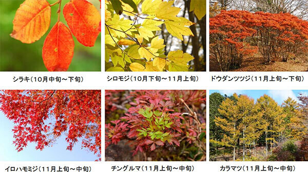 六甲高山植物園 市街地より一足早い秋の訪れ紅葉見頃 10月中旬～11月中旬ライトアップも開催！