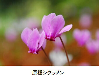 六甲高山植物園 市街地より一足早い秋の訪れ紅葉見頃 10月中旬～11月中旬ライトアップも開催！