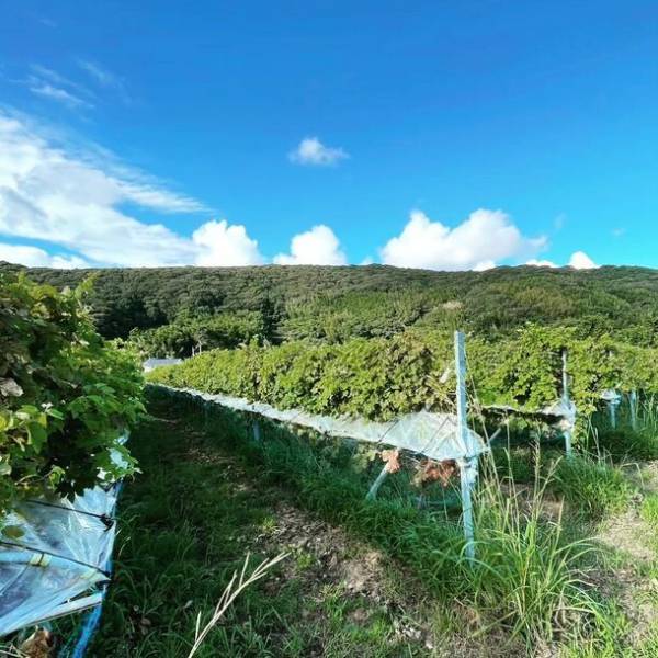 オール高知県産ワインの醸造スタート　今年も10月3日(とさの日)に新酒解禁！ブドウ栽培で耕作放棄地を救う石灰会社のワイン造りへの挑戦