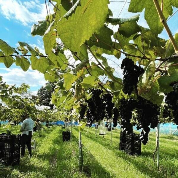 オール高知県産ワインの醸造スタート　今年も10月3日(とさの日)に新酒解禁！ブドウ栽培で耕作放棄地を救う石灰会社のワイン造りへの挑戦