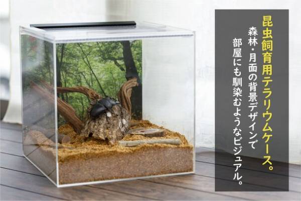 お気に入りの昆虫の魅力を引き立たせる昆虫飼育用テラリウムケースの予約販売を開始