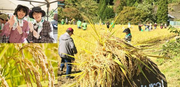 岐阜県郡上市大和町で10月14日に開催「稲刈り祭」　ネオナチュラル母袋有機農場にて4年ぶりに実施