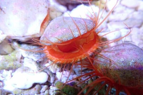 秋色に染まるアクアワールド・大洗で水族館の生き物たちと楽しめるイベント「AUTUMN AQUAWORLD 2023」を開催！