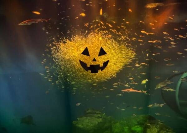 秋色に染まるアクアワールド・大洗で水族館の生き物たちと楽しめるイベント「AUTUMN AQUAWORLD 2023」を開催！