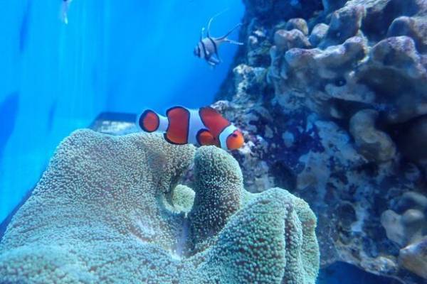 秋色に染まるアクアワールド・大洗で水族館の生き物たちと楽しめるイベント「AUTUMN AQUAWORLD 2023」を開催！