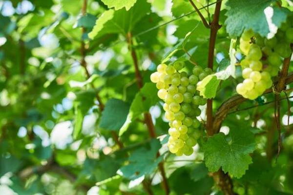 [マンズワイン小諸ワイナリー×Restaurant溪] 日帰りツアー『信州の恵みが織りなすワインと食の旅』を9月23日に初開催！