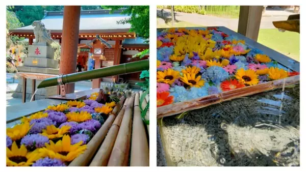 [花御朱印プロジェクト×食べチョク]ロスフラワーで彩る「奉納 花手水」を東急線・東急バス沿線の35寺社(全20回)で実施します