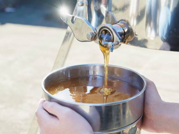 工学院大学みつばちプロジェクトが東京産ハチミツを使ったパンを企画・開発　「せいせき夏のビールまつり」で限定販売(9月15日～18日開催)