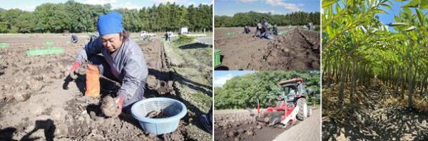 こんにゃくパーク、コンニャクイモの収穫シーズンにあわせ11/3より新芋祭りを開催　「こんにゃくヌーボー」解禁！限定セットを販売