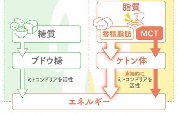 全国常連の強豪校　粘り強いプレーの秘訣はMCTオイル！？疲れ知らずなカラダづくりのコツをコンディショニングのプロが解説