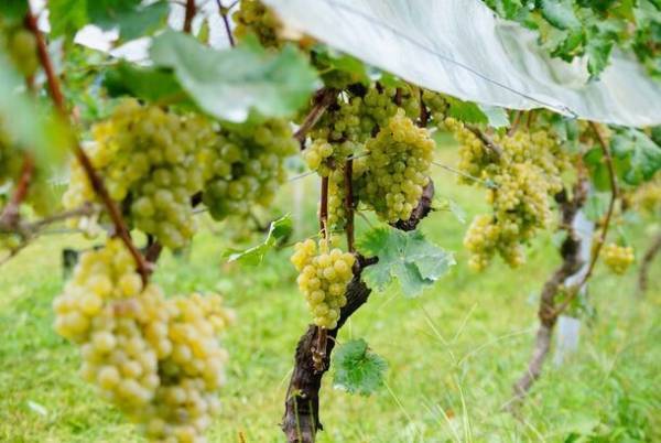 “岩手発・サステナブルギフト”「SHI-KI」のクラウドファンディングを11月15日まで実施