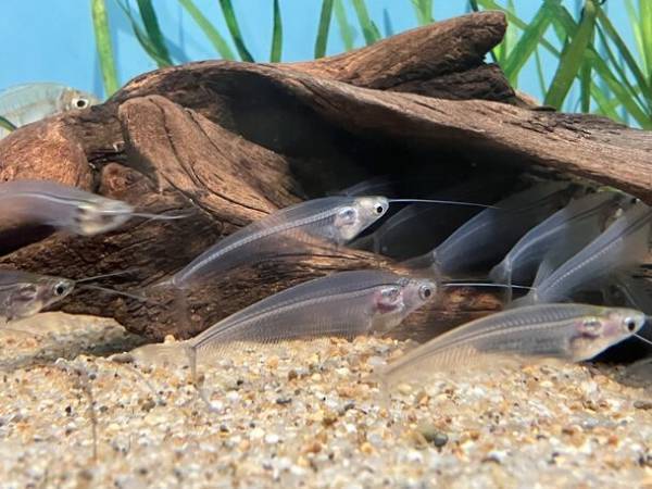 「水族館で、筋肉で、ハロウィン？？」昨年ネットをザワつかせたハロウィンイベントが甦って帰ってきた！？しながわ水族館×GOLD’S GYM(R)　マッスルハロウィン リボーン