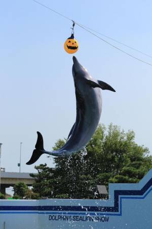 「水族館で、筋肉で、ハロウィン？？」昨年ネットをザワつかせたハロウィンイベントが甦って帰ってきた！？しながわ水族館×GOLD’S GYM(R)　マッスルハロウィン リボーン