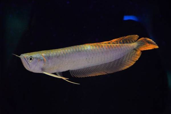 「水族館で、筋肉で、ハロウィン？？」昨年ネットをザワつかせたハロウィンイベントが甦って帰ってきた！？しながわ水族館×GOLD’S GYM(R)　マッスルハロウィン リボーン