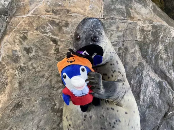 「水族館で、筋肉で、ハロウィン？？」昨年ネットをザワつかせたハロウィンイベントが甦って帰ってきた！？しながわ水族館×GOLD’S GYM(R)　マッスルハロウィン リボーン
