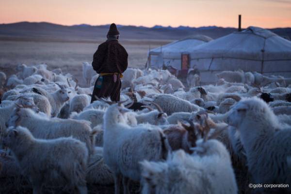 深刻化する黄砂被害、原因は量産されるカシミヤ製品？！遊牧民が育てたエシカルなカシミヤ製品のポップアップストア開店
