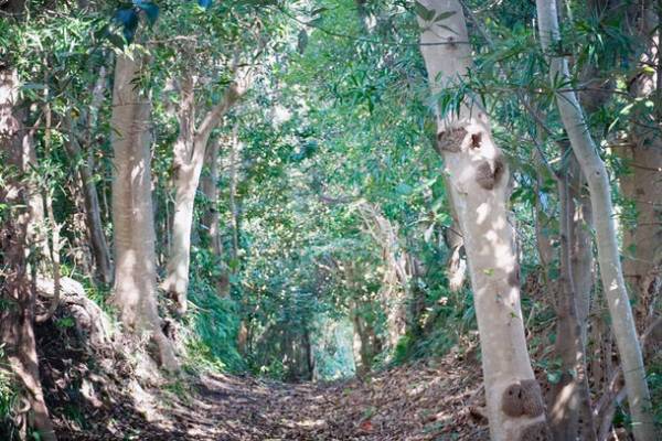 多摩・島しょ地域におけるさまざまな自然資源を活かし体験や交流ができるワークショップを10月28日・29日に開催