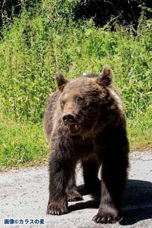 日本ヴィーガン協会「クマたちから学び日本を再生しよう」　継続支援のお礼にクマと話す専門家オンライン講座スタート！