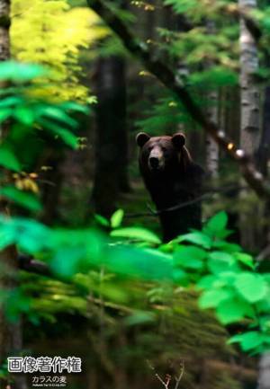 日本ヴィーガン協会「クマたちから学び日本を再生しよう」　継続支援のお礼にクマと話す専門家オンライン講座スタート！