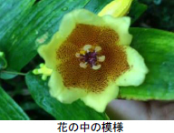 【六甲高山植物園】牧野富太郎発見「ジョウロウホトトギス」と「キイジョウロウホトトギス」が見頃を迎えました！