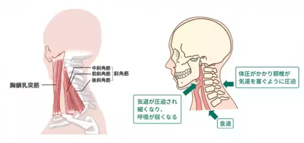 悩める不眠の主原因を発見。体圧変換で、副交感神経を刺激し、充実睡眠へ　「トラタニ好循環寝具(マットレス・枕)」を10月1日より販売