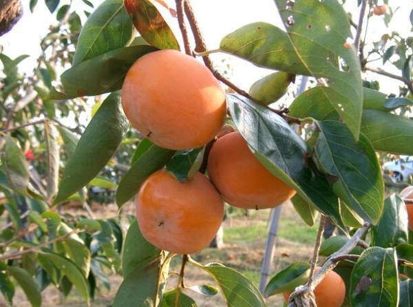 前回は18万人超が来場！約250団体が出展する岐阜県最大級のイベント『第34回岐阜県農業フェスティバル』が4年ぶりに開催