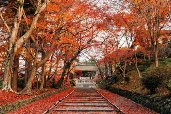 【京都山科ホテル山楽】秋の京都を満喫する「紅葉ガイドツアー」付き宿泊プランの予約受付中！