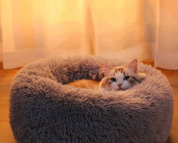 秋冬にぴったり！シャギー素材のお洒落なペットベッドをECショップにて10月上旬に販売開始