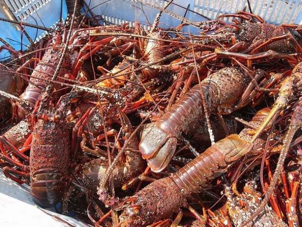 伊豆・河津町で『伊勢海老』漁業体験のモニタープログラムを開催！参加者を11月10日まで募集