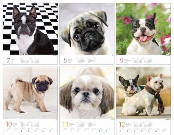 2024年版　鼻ペチャ犬カレンダー　新発売！10月初旬より、全国の書店・ネットショップで販売開始
