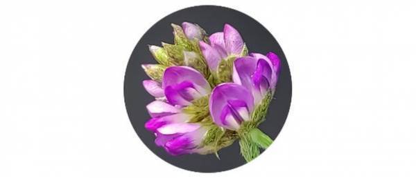 『バクチオール』『ナイアシンアミド』『ワレモコウ』による相乗的な皮膚の老化抑制効果を発見