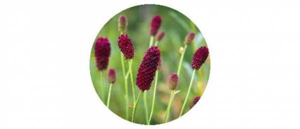 『バクチオール』『ナイアシンアミド』『ワレモコウ』による相乗的な皮膚の老化抑制効果を発見