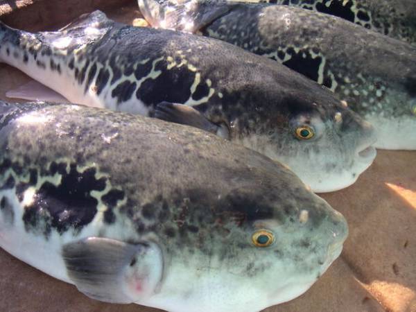 若狭の冬の味覚「若狭ふぐ」のシーズン到来　「若狭ふぐ福々キャンペーン」2024年3月31日(日)まで実施