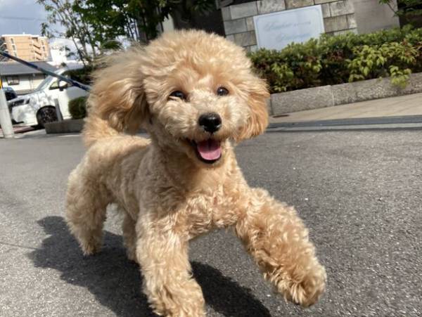 日本初！おひとりさま専門、完全個室の犬ふれあいカフェ　『ワンコと1人暮らし』が大阪本町エリアにオープン