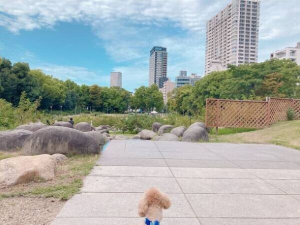 日本初！おひとりさま専門、完全個室の犬ふれあいカフェ　『ワンコと1人暮らし』が大阪本町エリアにオープン