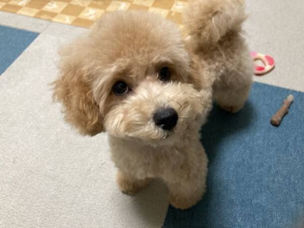 日本初！おひとりさま専門、完全個室の犬ふれあいカフェ　『ワンコと1人暮らし』が大阪本町エリアにオープン