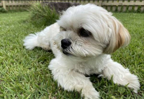 潰れそうな動物保護団体を助けたい。グリーンコーヒーの売上を寄付。首都圏からの移住者が組み、北杜市内のマルシェに出店(10月29日)