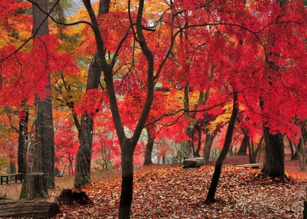 秩父鉄道沿線や埼玉県ゆかりのアーティスト出演　11/23(木・祝)音楽フェス「NAGATORO AUTUMN FES」開催