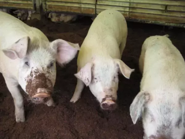 福岡・糸島のおさつポーク専門レストラン「グローウェルカフェ」芋収穫祭イベントを10月28日(土)・29日(日)に開催！