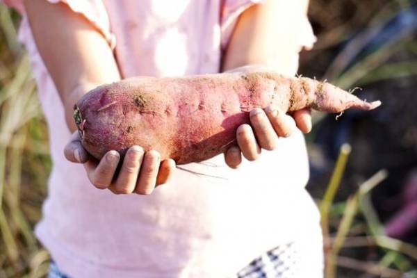 福岡・糸島のおさつポーク専門レストラン「グローウェルカフェ」芋収穫祭イベントを10月28日(土)・29日(日)に開催！