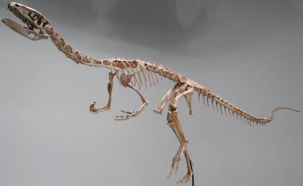 福井から、恐竜がゾクゾクやってくる！福井で発掘された“最新“新種恐竜「ティラノミムス・フクイエンシス」が東京初展示決定！「オダイバ恐竜博覧会2024 -福井から“ヤツラ”が新幹線でやってくる！-」