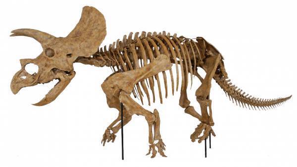 福井から、恐竜がゾクゾクやってくる！福井で発掘された“最新“新種恐竜「ティラノミムス・フクイエンシス」が東京初展示決定！「オダイバ恐竜博覧会2024 -福井から“ヤツラ”が新幹線でやってくる！-」